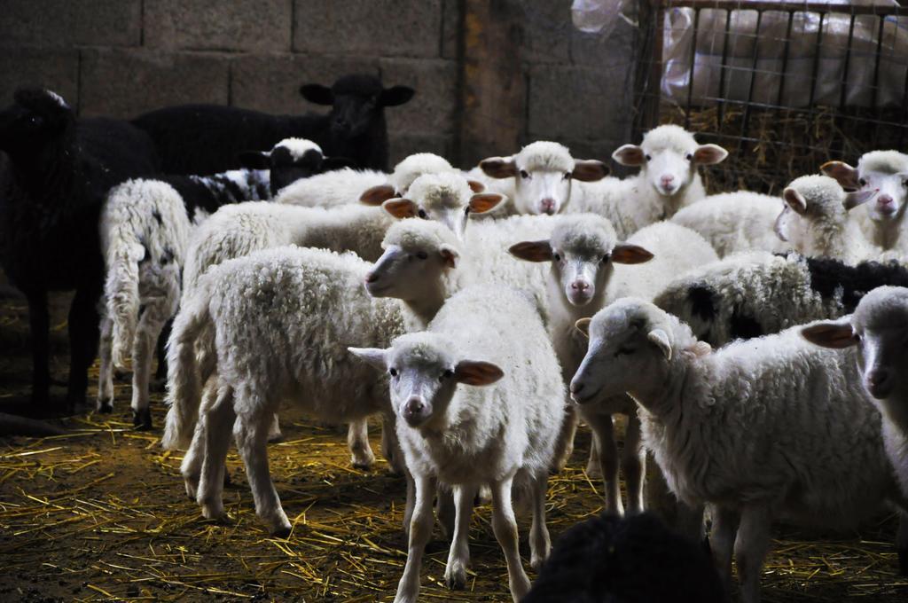 Willa Agriturismo Satanca Arbus Zewnętrze zdjęcie